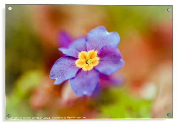 primrose  flower Acrylic by Simon Johnson