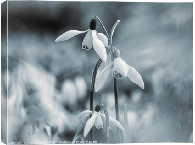 Hatrick of Snowdrops Canvas Print by Simon Johnson