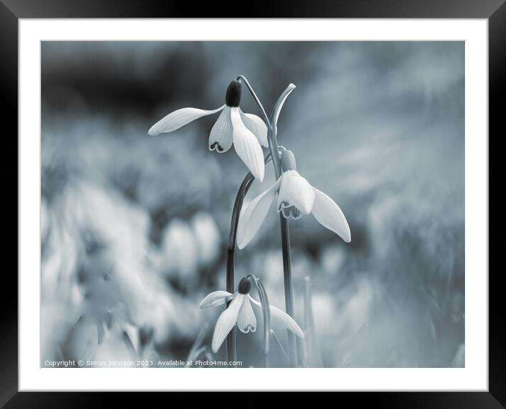 Hatrick of Snowdrops Framed Mounted Print by Simon Johnson