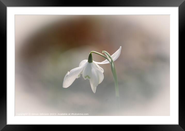 snowdrop close up Framed Mounted Print by Simon Johnson
