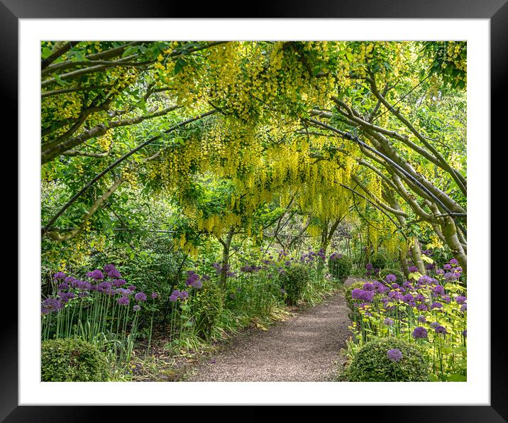 Laburnum Arch Framed Mounted Print by Pam Sargeant