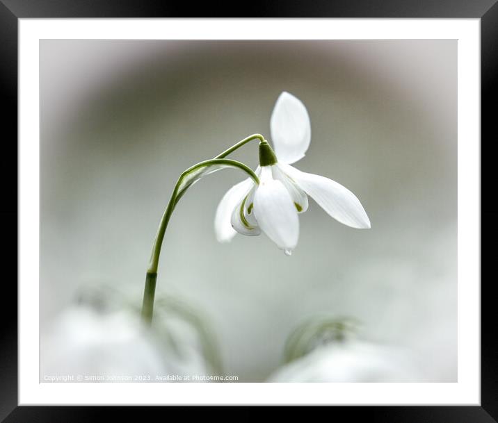 Snowdrop flower Framed Mounted Print by Simon Johnson