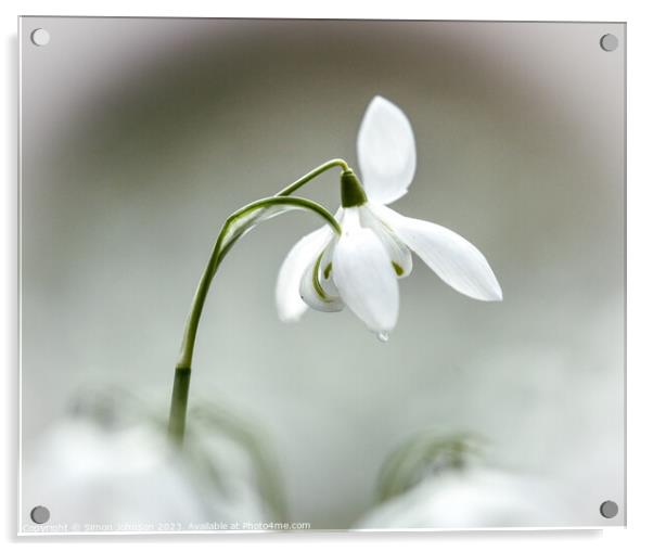 Snowdrop flower Acrylic by Simon Johnson