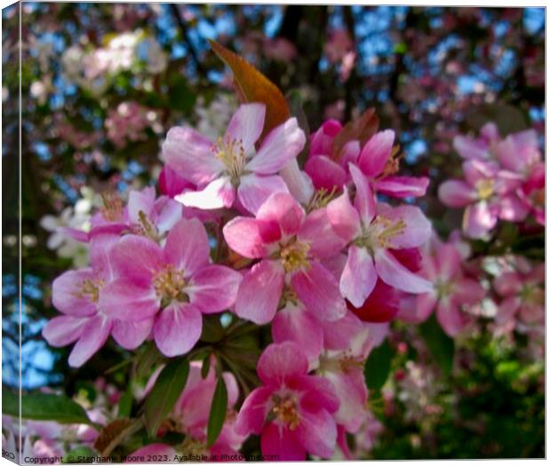 Apple Blossoms Canvas Print by Stephanie Moore