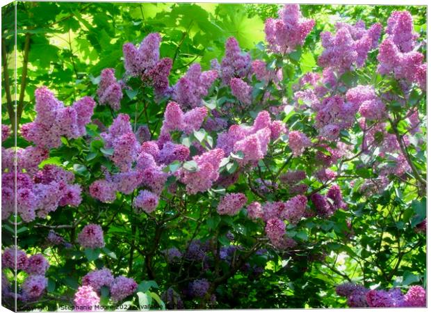 trees lilac purple Canvas Print by Stephanie Moore