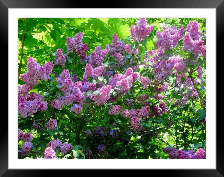 trees lilac purple Framed Mounted Print by Stephanie Moore