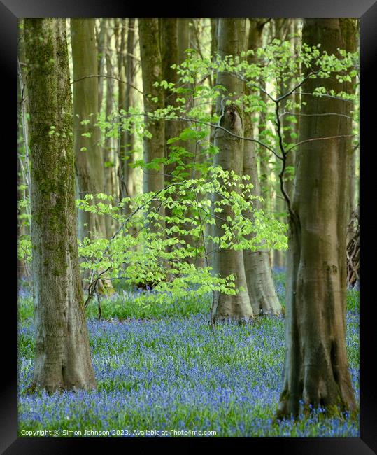 Bluebell woods Framed Print by Simon Johnson