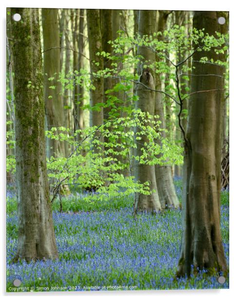 Bluebell woods Acrylic by Simon Johnson
