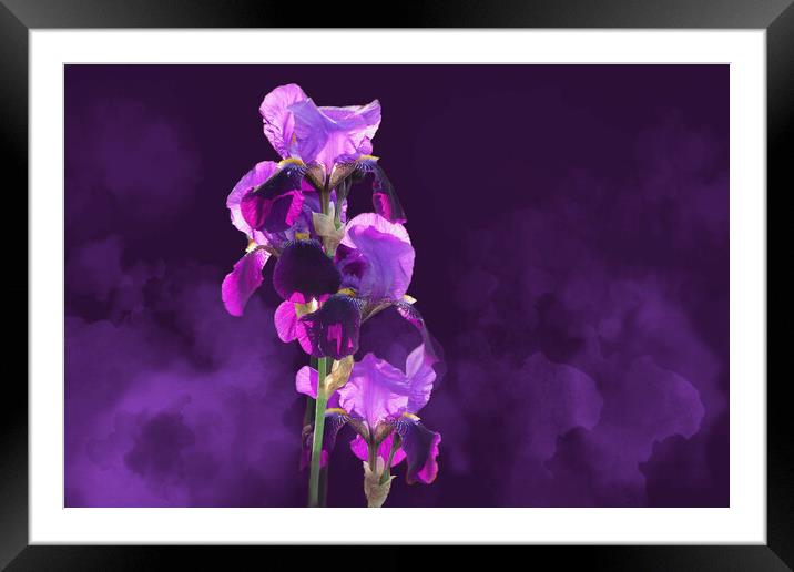 Smoky Irises Framed Mounted Print by Alison Chambers