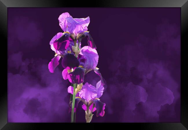 Smoky Irises Framed Print by Alison Chambers
