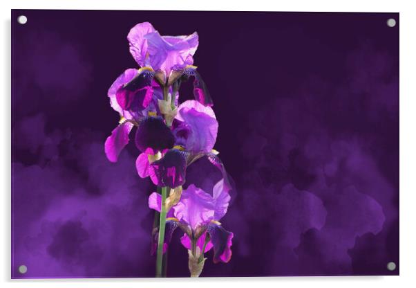 Smoky Irises Acrylic by Alison Chambers