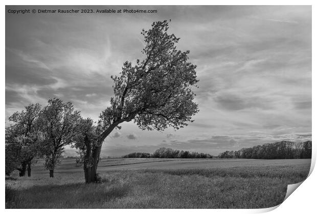 Crooked Tree in the Mostviertel Region of Austria in Black and W Print by Dietmar Rauscher
