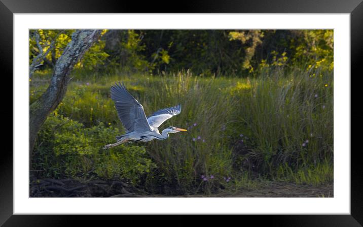 Grey Heron on the Glaslyn river Framed Mounted Print by Rory Trappe