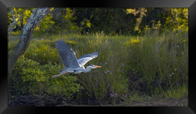 Grey Heron on the Glaslyn river Framed Print by Rory Trappe