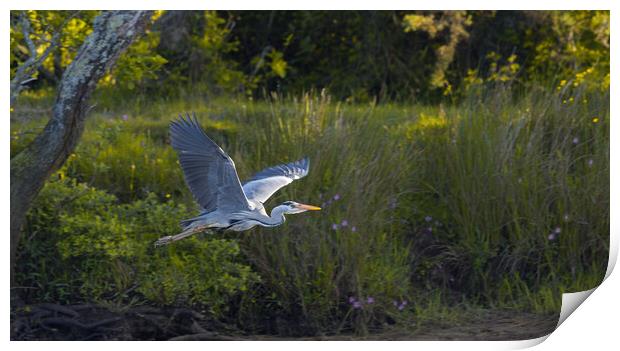 Grey Heron on the Glaslyn river Print by Rory Trappe