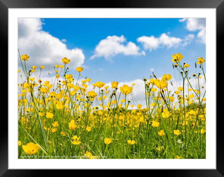 Buttercups in the Meadow 1 Framed Mounted Print by Anthony Moore