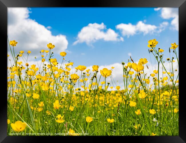 Buttercups in the Meadow 1 Framed Print by Anthony Moore