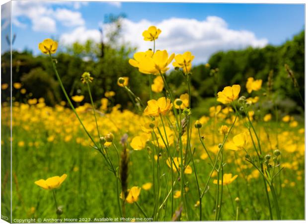 Buttercups in the Meadow 2 Canvas Print by Anthony Moore