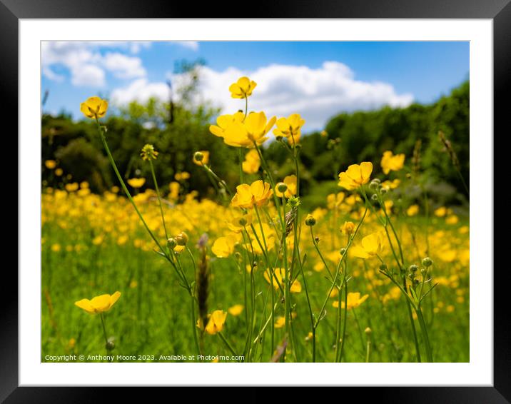 Buttercups in the Meadow 2 Framed Mounted Print by Anthony Moore