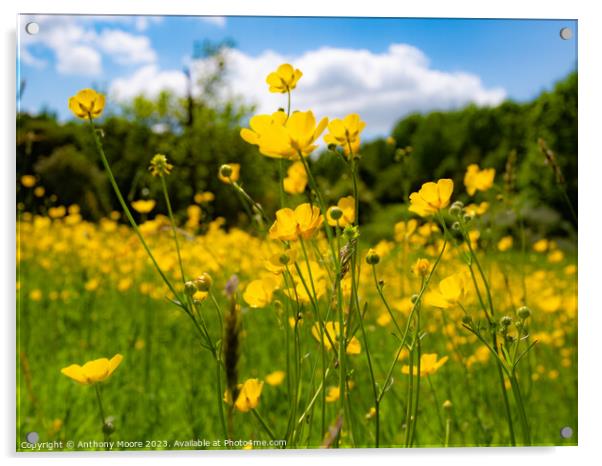 Buttercups in the Meadow 2 Acrylic by Anthony Moore