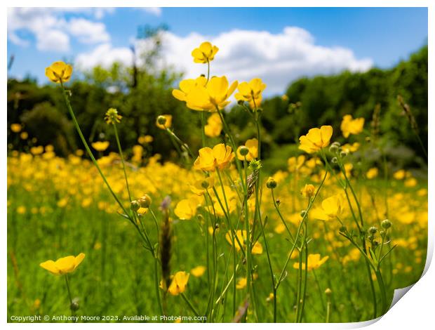 Buttercups in the Meadow 2 Print by Anthony Moore
