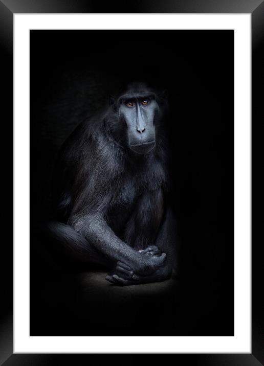 sulawesi crested macaque Framed Mounted Print by chris smith