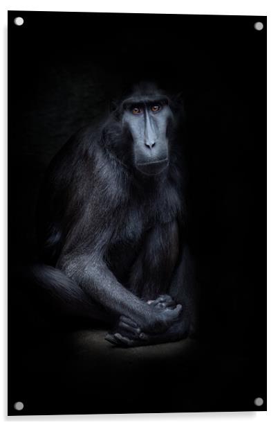 sulawesi crested macaque Acrylic by chris smith