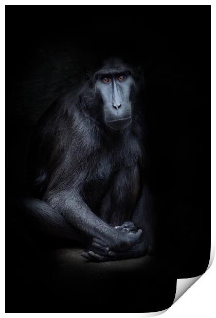 sulawesi crested macaque Print by chris smith