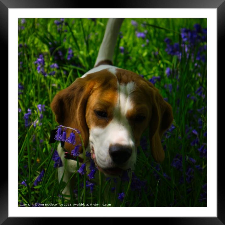 Beagle in bluebells Framed Mounted Print by Ann Biddlecombe