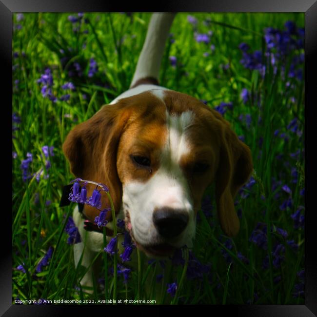 Beagle in bluebells Framed Print by Ann Biddlecombe