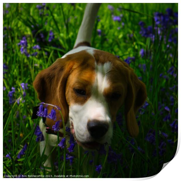 Beagle in bluebells Print by Ann Biddlecombe