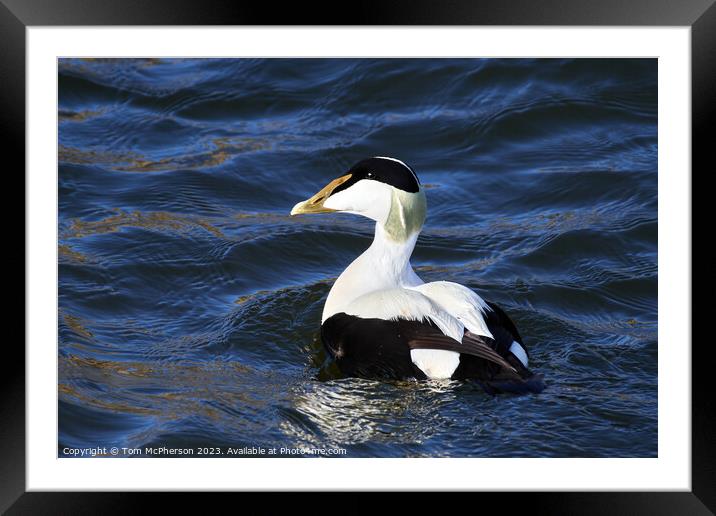 Striking Common Eider Duck, Burghead Harbour Framed Mounted Print by Tom McPherson