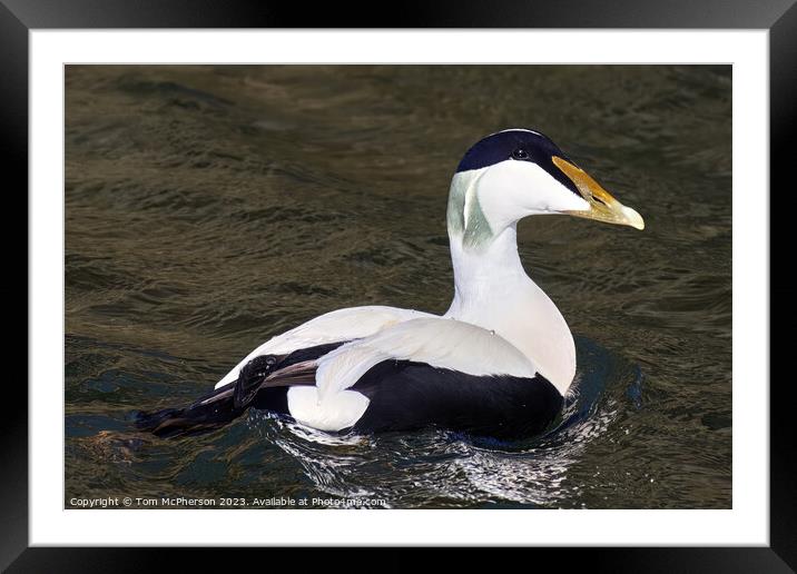  Common Eider Duck, Burghead Harbour Framed Mounted Print by Tom McPherson