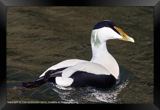  Common Eider Duck, Burghead Harbour Framed Print by Tom McPherson