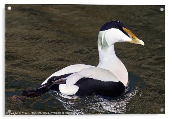  Common Eider Duck, Burghead Harbour Acrylic by Tom McPherson