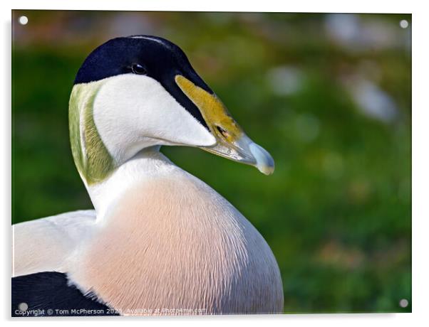 The Common Eider Duck, Male Acrylic by Tom McPherson