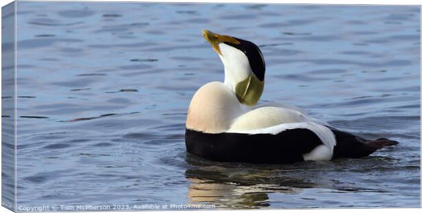 Eider Duck, Male Canvas Print by Tom McPherson