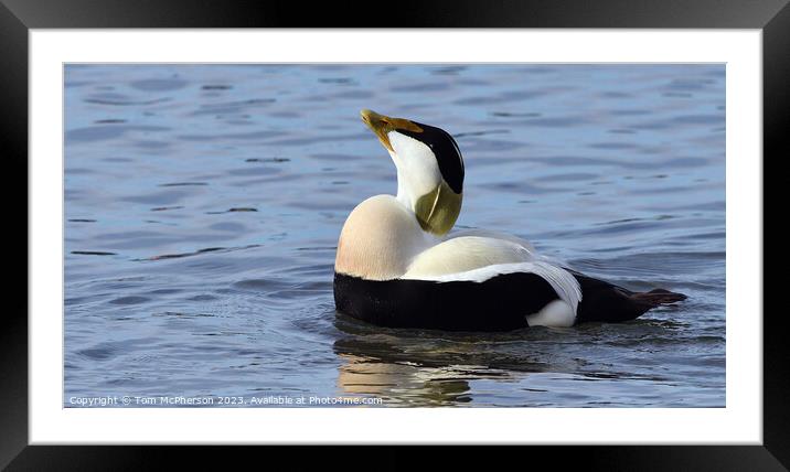 Eider Duck, Male Framed Mounted Print by Tom McPherson