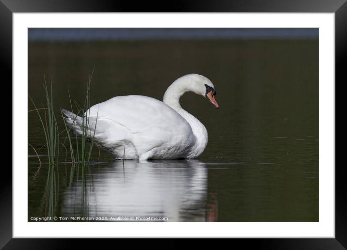 Mute Swan at Blairs Loch Framed Mounted Print by Tom McPherson
