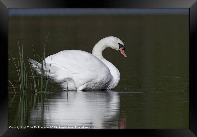 Mute Swan at Blairs Loch Framed Print by Tom McPherson