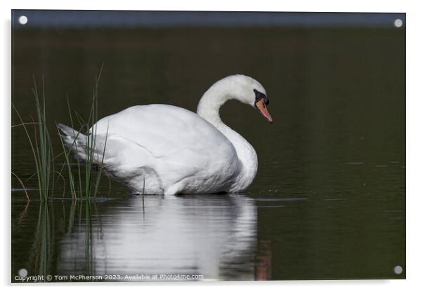 Mute Swan at Blairs Loch Acrylic by Tom McPherson