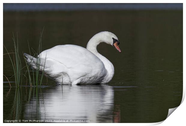 Mute Swan at Blairs Loch Print by Tom McPherson