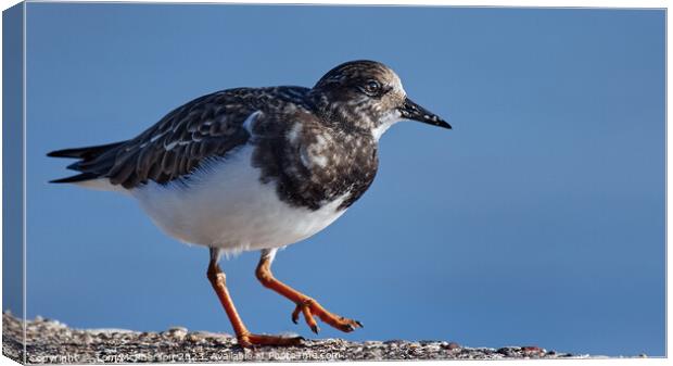 Ruddy Turnstone at Burghead Harbour Canvas Print by Tom McPherson