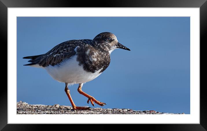 Ruddy Turnstone at Burghead Harbour Framed Mounted Print by Tom McPherson