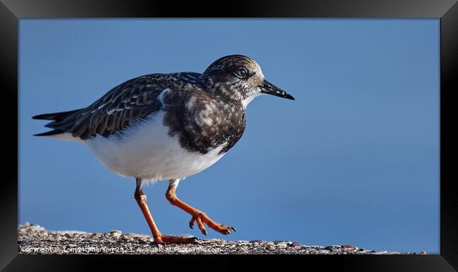Ruddy Turnstone at Burghead Harbour Framed Print by Tom McPherson