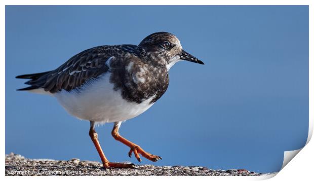 Ruddy Turnstone at Burghead Harbour Print by Tom McPherson