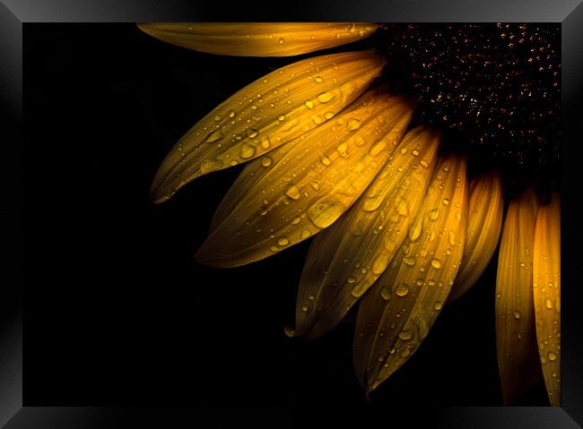 Backyard Flowers 28 Sunflower Framed Print by Brian Carson