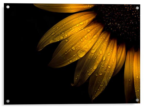 Backyard Flowers 28 Sunflower Acrylic by Brian Carson