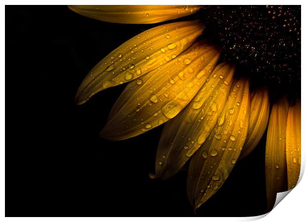 Backyard Flowers 28 Sunflower Print by Brian Carson