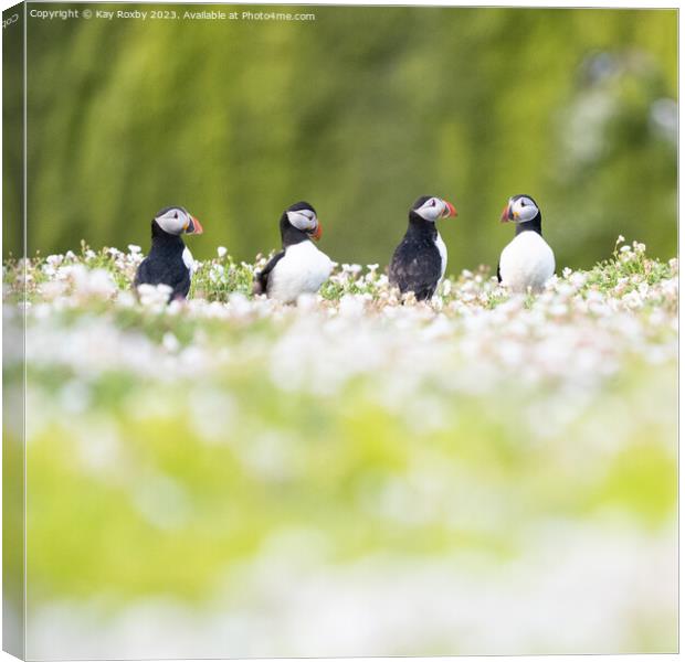 Puffins in wildflowers Canvas Print by Kay Roxby